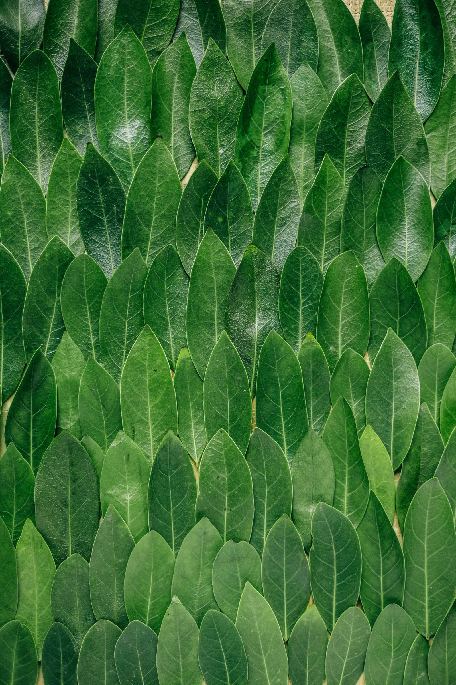 red plant leaves